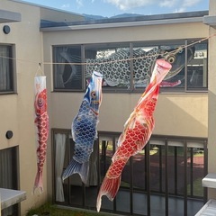 鯉のぼり「不要ならば頂かせてください」