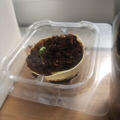 プチトマト苗