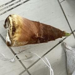 採れたて新鮮たけのこ(孟宗竹？)の画像