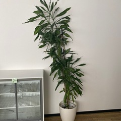 観葉植物2メートルくらい