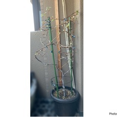 大きな葡萄の苗木🌿芽吹いて来ました🍇シャインマスカット正規品