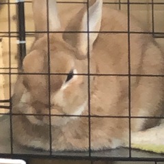 うさぎ　ネザーランドドワーフ　ウサギ　
