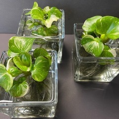 斑入りホテイアオイ ３株★水草★浮草