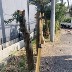 伐採済み樹木無料