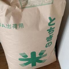新米コシヒカリ