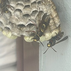 札幌全域、近郊のハチの駆除お任せください。 - 地元のお店