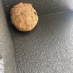 札幌全域、近郊のハチの駆除お任せください。 - 害虫/害獣駆除