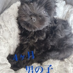 急募 成犬＆4ヶ月の🐶の里親探してます*写真upしました - 鹿児島市