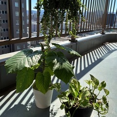 【セット売り】観葉植物　ウンベラータ　エスキナンサス　ポトス