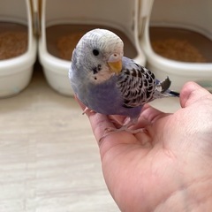 お話し中。セキセイインコ2匹の里親様募集してます。