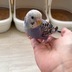 ランキングキーワードに紐づく投稿画像-インコ