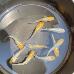 久遠七星🌟　10匹 メダカ　めだか