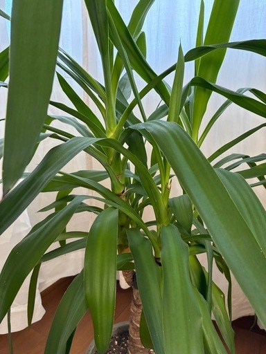【8号鉢】　ユッカ　観葉植物　シンボルツリー
