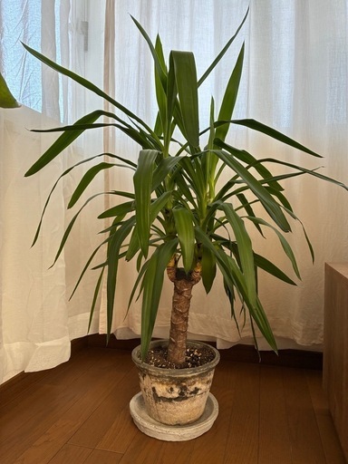 【8号鉢】　ユッカ　観葉植物　シンボルツリー