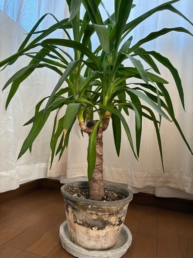 【8号鉢】　ユッカ　観葉植物　シンボルツリー