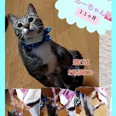キジ白 小柄な女の子 しっぽ長めです