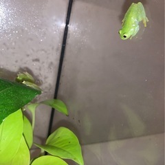 【グミガエル】フライシュマンアマガエルモドキ 4匹の画像