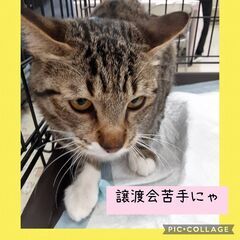 キジ白 小柄な女の子 しっぽ長めです - 猫