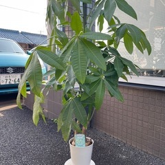 パキラ観葉植物