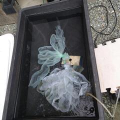 金魚　　の赤ちゃん１０匹＋a