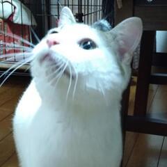 保護猫 オス 24年4月生