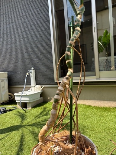 植欲の春到来(^O^) 　モンステラ  根上がり　幹立ち　お安くどうぞ♪　　　