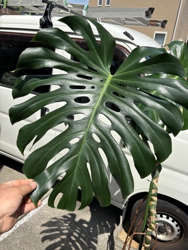 植欲の春到来(^O^) 　モンステラ  根上がり　幹立ち　お安くどうぞ♪　　　