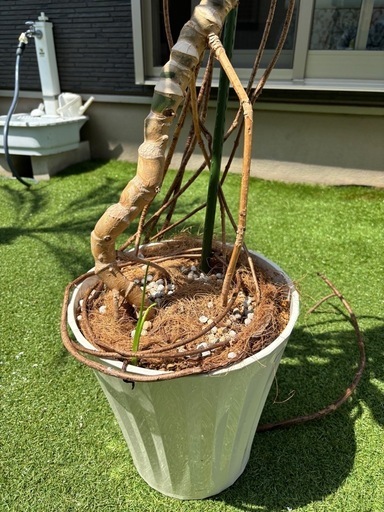 植欲の春到来(^O^) 　モンステラ  根上がり　幹立ち　お安くどうぞ♪　　　