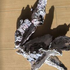 牡蠣殻1枚の画像