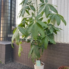 観葉植物パキラ