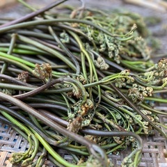 わらび　蕨　ワラビ　山菜の画像