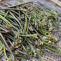 わらび　蕨　ワラビ　山菜の画像