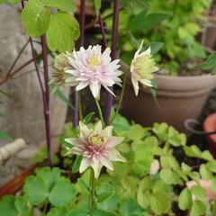 オダマキ グリーンアップルズ  花❁⃘*.ﾟ宿根草  苗 ガーデニング   の画像