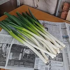 追加募集‼️(*｀ｴ´)食品ロス削減‼️春ネギの剥き損じお譲りし...