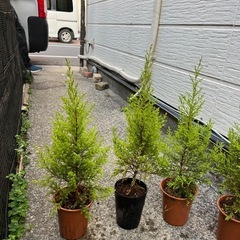 ゴールドクレスト4号　まとめて5鉢セット3の画像