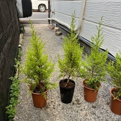 ゴールドクレスト4号　まとめて5鉢セット3の画像