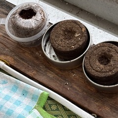 最終お値下げ ワイルドストロベリー 7株 種まき土3つの画像