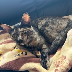 サビ猫ちゃん　8ヶ月