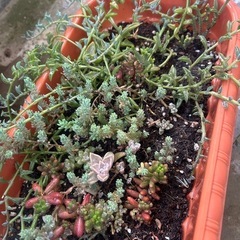 多肉植物の画像