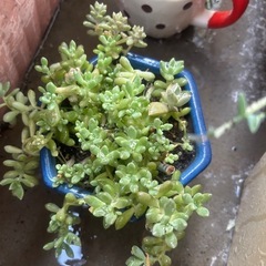 多肉植物の画像