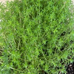 多肉植物の画像