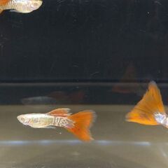 成魚少なくなってきました　国産RREAグッピー　1ペア1500〜　☆おまけ付きの画像