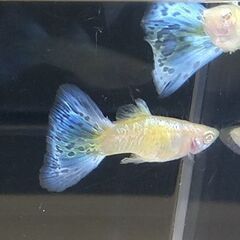 成魚少なくなってきました　国産RREAグッピー　1ペア1500〜　☆おまけ付きの画像