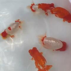 らんちゅうの画像