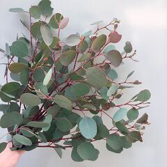 花・ドライフラワースワッグのワークショップの画像