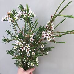 花・ドライフラワースワッグのワークショップの画像