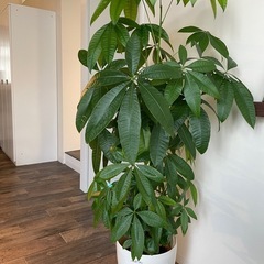 観葉植物　パキラ