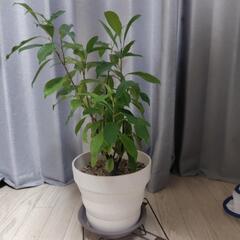 観葉植物　ガジュマル 決まりました。