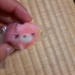 ふわぽんアニマル　トラの画像