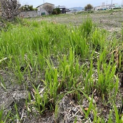 マコモ苗